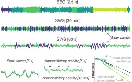 Defining slow wave sleep without slow waves