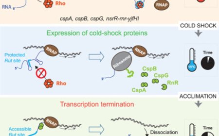 Rho-dependent transcriptional switches regulate the bacterial response to cold shock