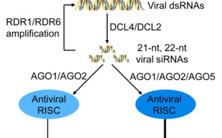 Stopping plants from passing viruses to their progeny