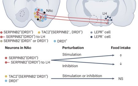 The nucleus accumbens neurons control feeding and energy homeostasis