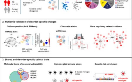 Shared cellular mechanisms across three major dementias