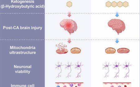Role of liver in post-cardiac arrest brain injury