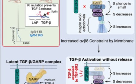 A molecular signal works its magic from inside a straitjacket