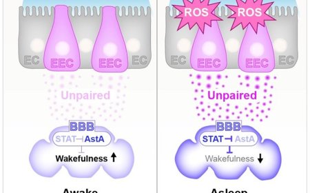 Gut-brain cytokine signaling via glia couples sleep to intestinal inflammation