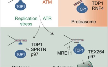 New process for cells to repair DNA damage