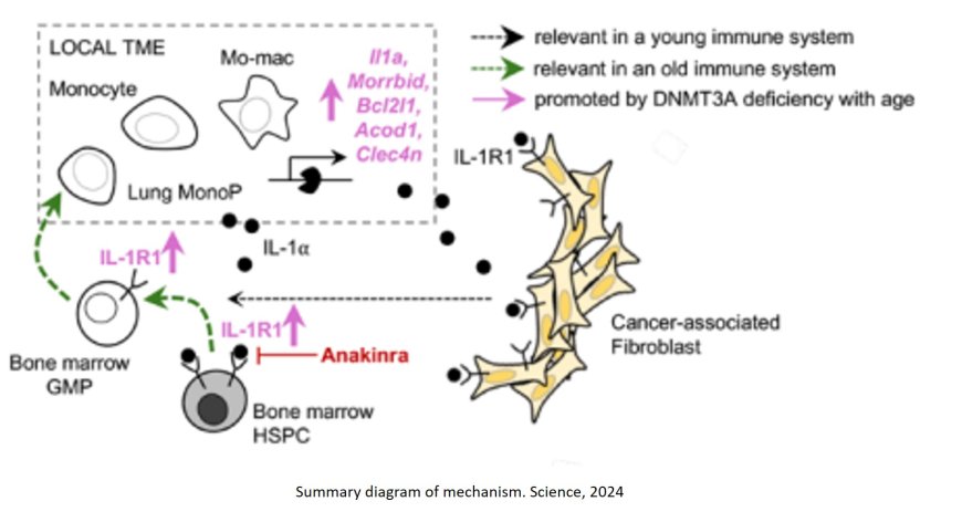 How aging immune system fuels cancer growth