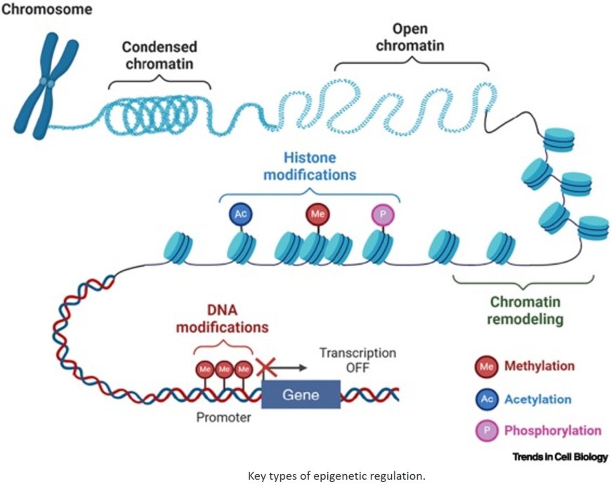 Epigenetic regulation of hematopoietic stem cell fate