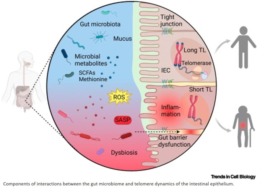 Telomere dynamics as mediators of gut microbiota–host interactions