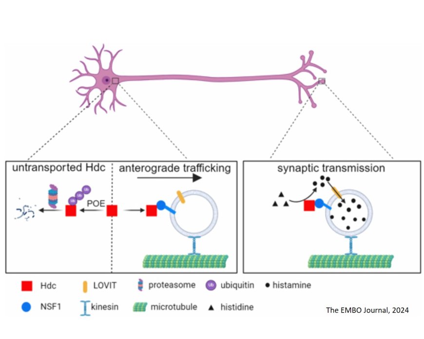 Histamine synthesis and transport are coupled in axon terminals via a dual quality control system