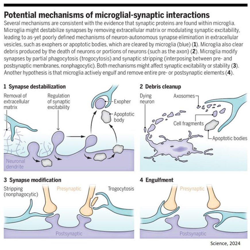 Defining microglial-synapse interactions