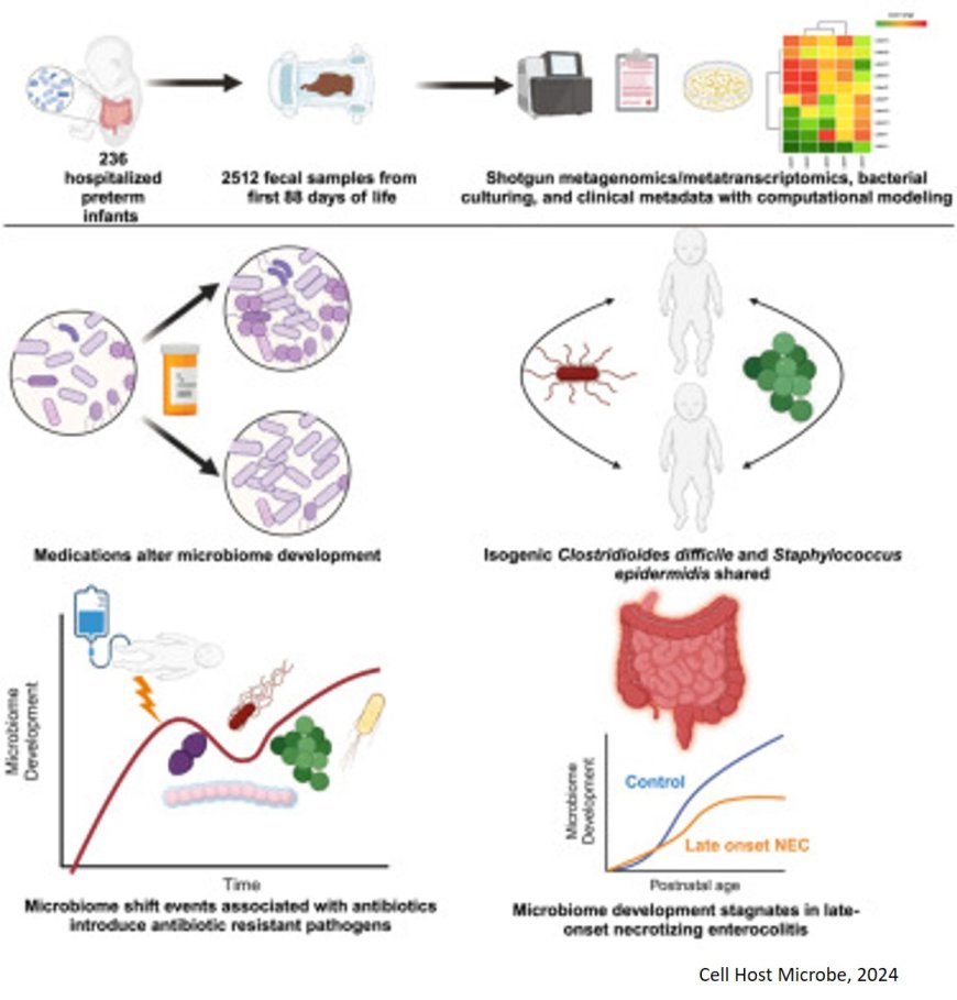 Gut microbiome development in preterm infants