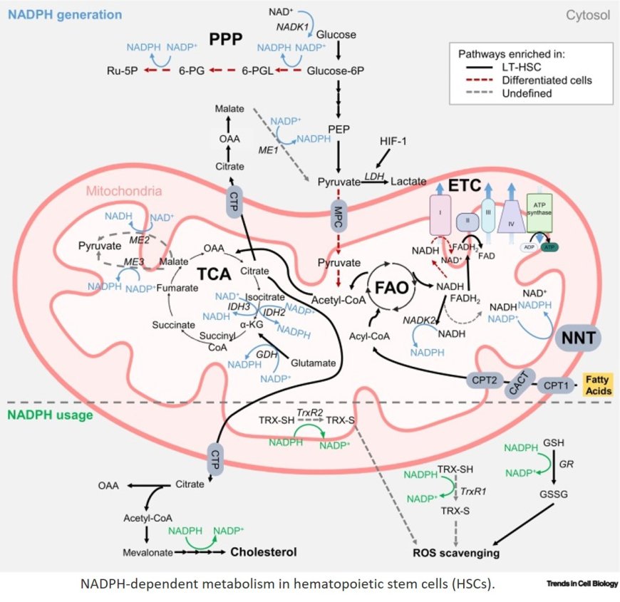 Metabolism and HSC fate: what NADPH is made for