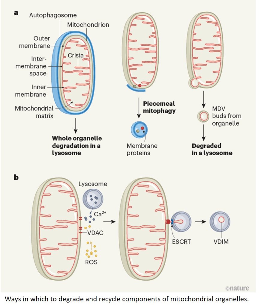 Lysosomes drive the piecemeal removal of mitochondrial inner membrane