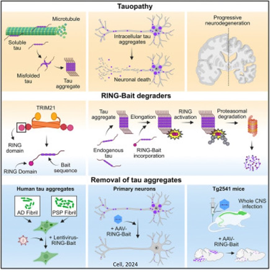 Co-opting templated aggregation to degrade pathogenic tau assemblies and improve motor function