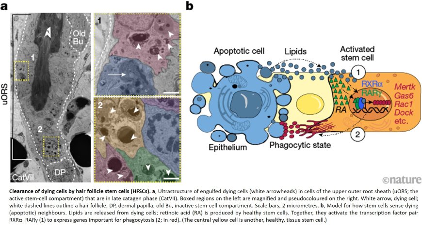 Stem cells tightly regulate dead cell clearance to maintain tissue fitness