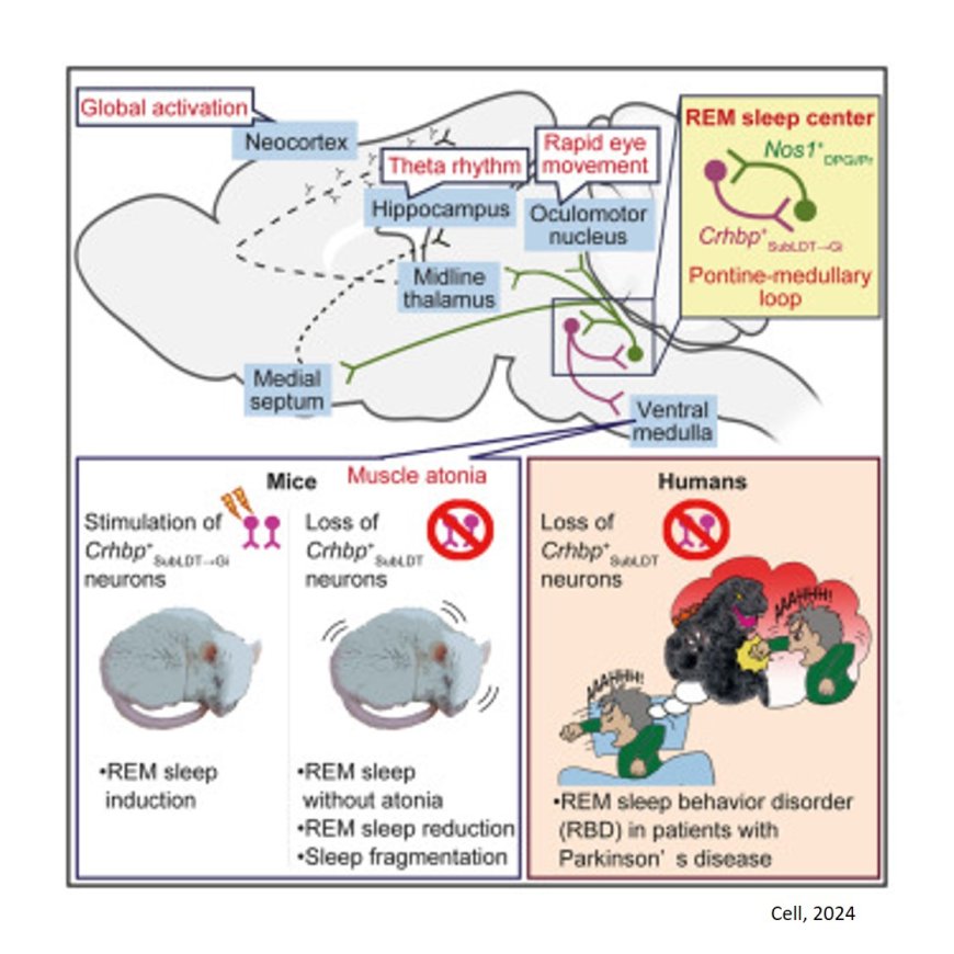 A pontine-medullary loop crucial for REM sleep and its deficit in Parkinson’s disease