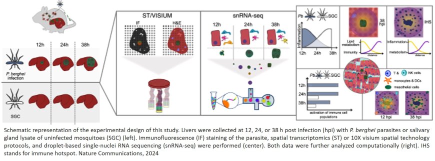 Host-pathogen interactions in the Plasmodium-infected mouse liver at spatial and single-cell resolution