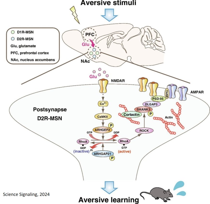 Chemical basis of aversive learning