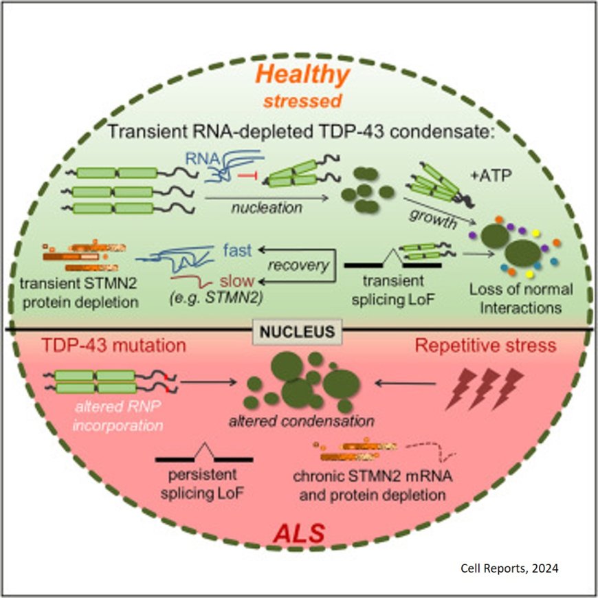 Mechanism of cellular stress induced neurodegeneration