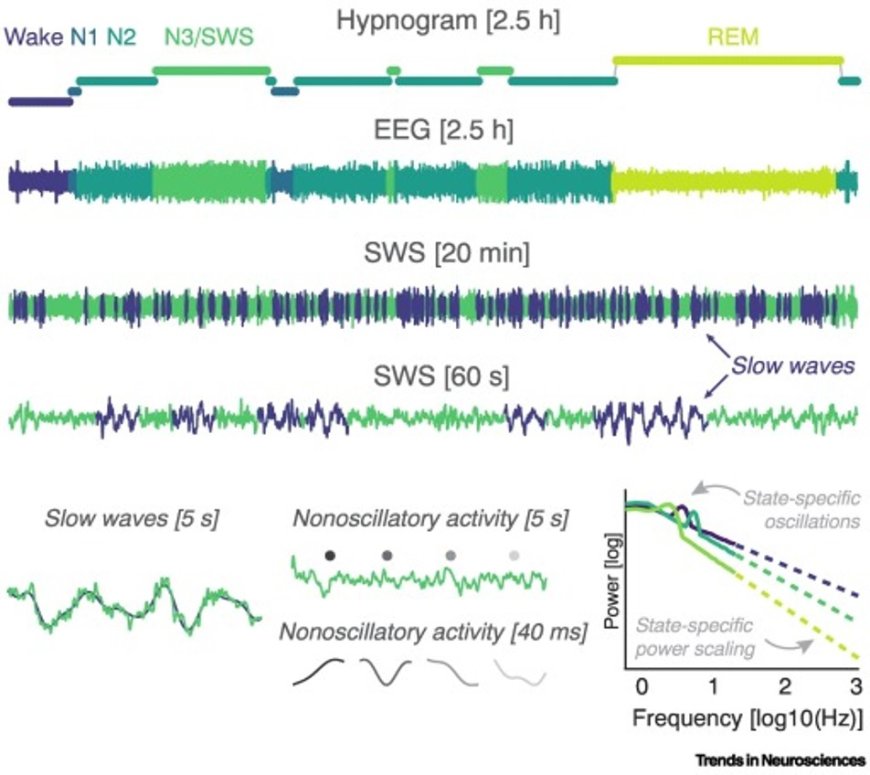 A nonoscillatory, millisecond-scale embedding of brain state provides insight into behavior