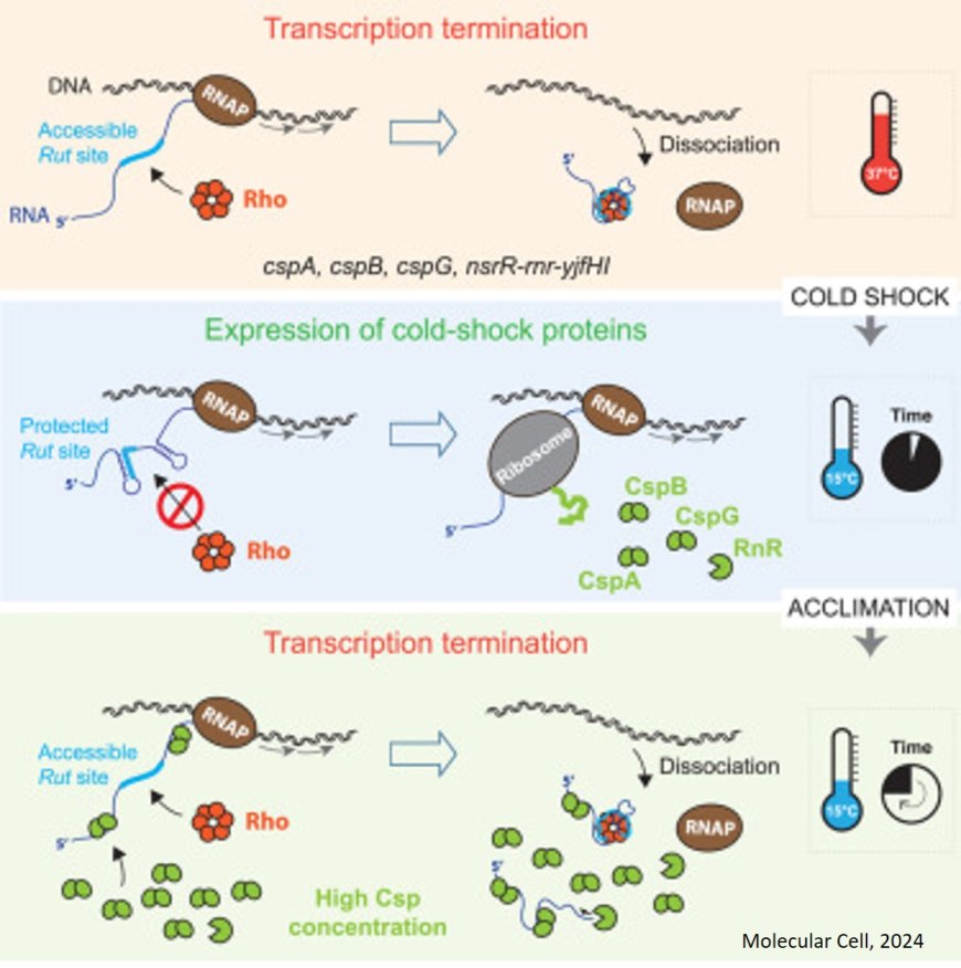 Rho-dependent transcriptional switches regulate the bacterial response to cold shock