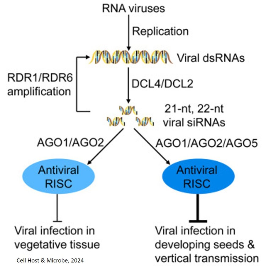 Stopping plants from passing viruses to their progeny