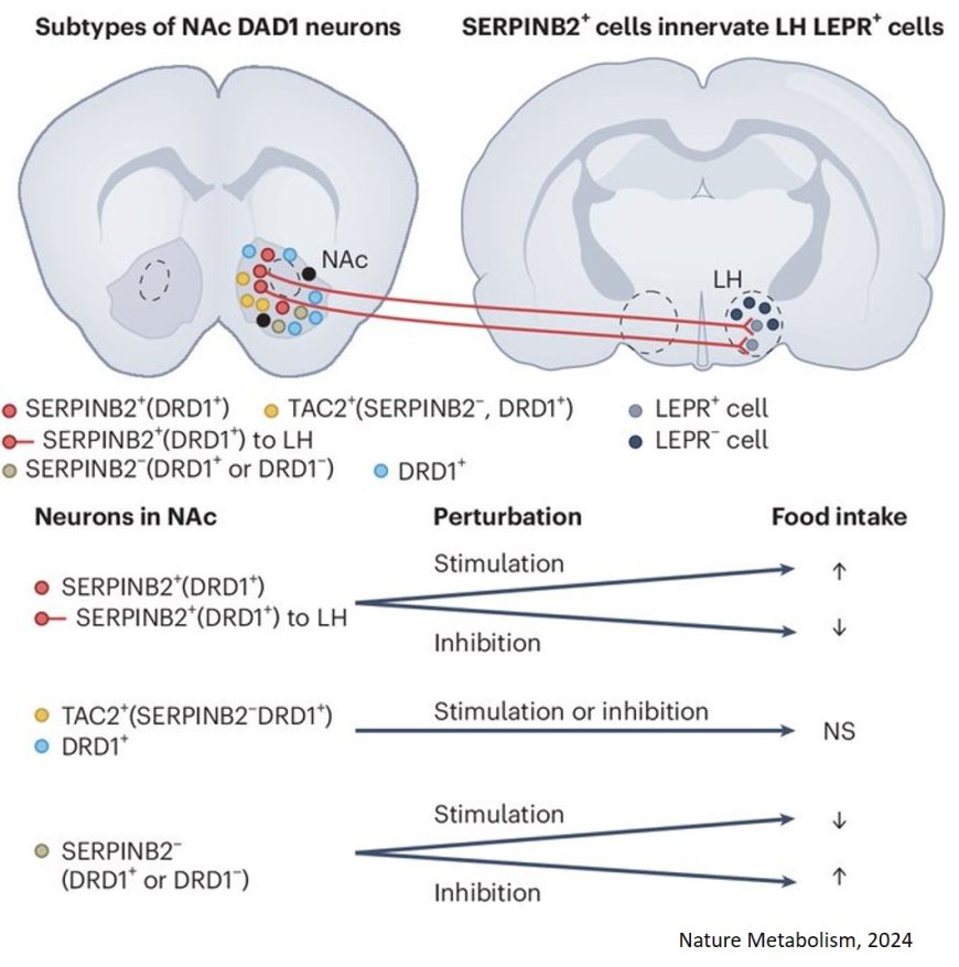 A subset of dopamine receptor-expressing neurons in the nucleus accumbens controls feeding and energy homeostasis