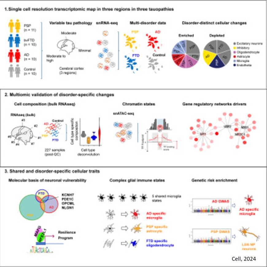 Shared cellular mechanisms across three major dementias