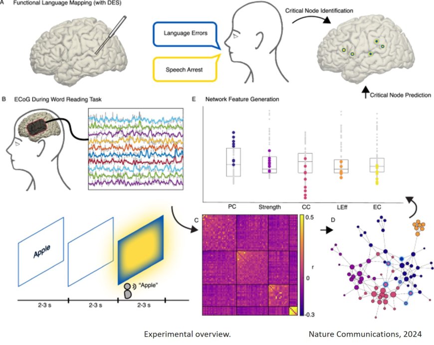 Cortical sites critical to language function act as connectors between language subnetworks