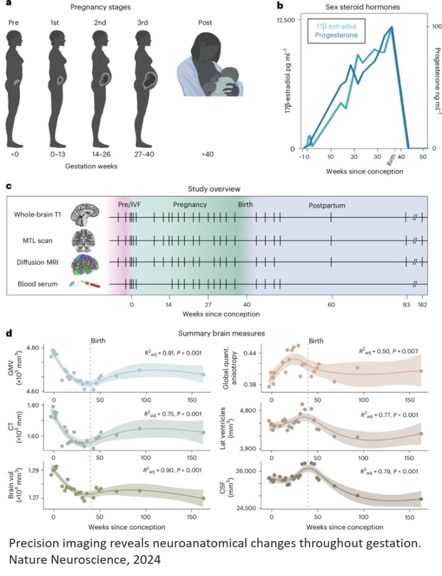 Changes in the brain throughout pregnancy