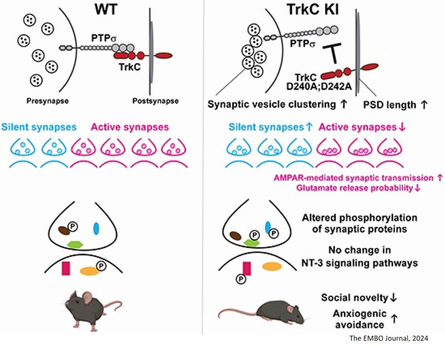 The TrkC-PTPσ complex governs synapse maturation and anxiogenic avoidance via synaptic protein phosphorylation