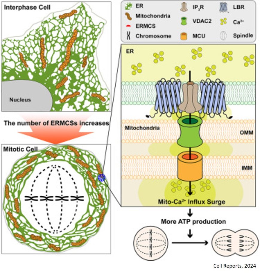 Promotion of cell division by ER-mitochondria contacts!