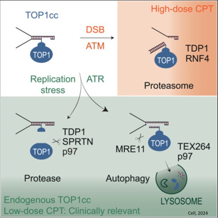 New process for cells to repair DNA damage