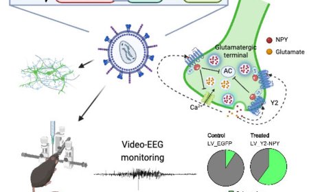 Neuropeptide Y and its Y2 receptor gene therapy for epilepsy