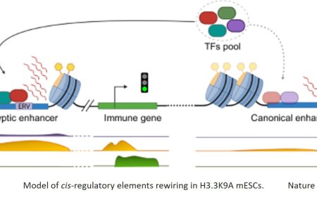 How cells 'repress' genomic remnants of ancient viruses