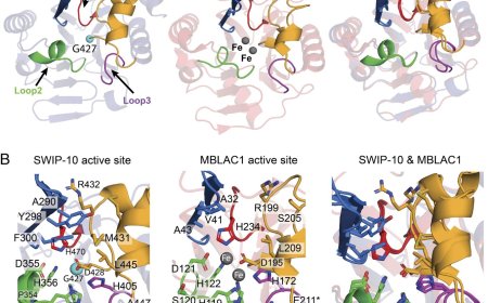 Master copper regulator in Alzheimer’s disease