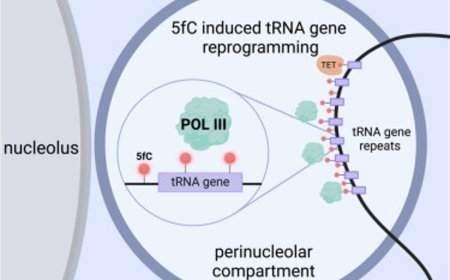 Physiological role of 5-formylcytosine (5fC) epigenetic marker in the embryonic development