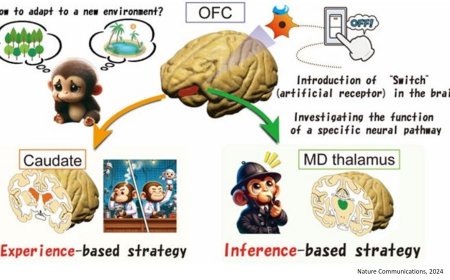 Neuronal pathways involved in adaptive decision-making