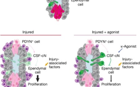 A way to modulate scarring in spinal cord injury