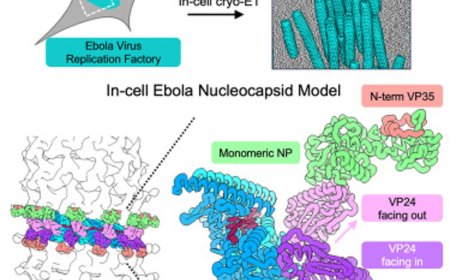 Ebola virus nucleocapsid assembly revealed