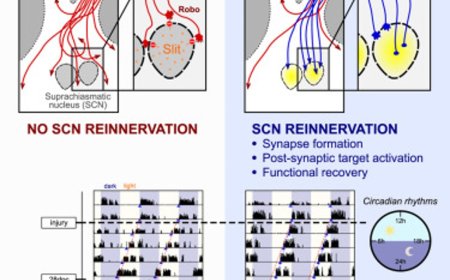 Axonal guidance and regeneration