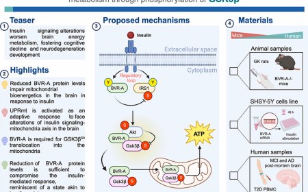 Bridging brain insulin resistance to Alzheimer’s pathogenesis