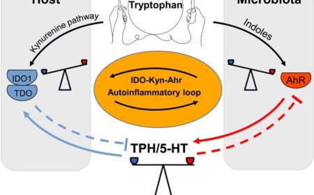 Host–microbe serotonin metabolism