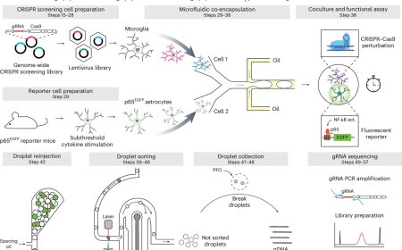 CRISPR screening of cell–cell interactions by SPEAC-seq