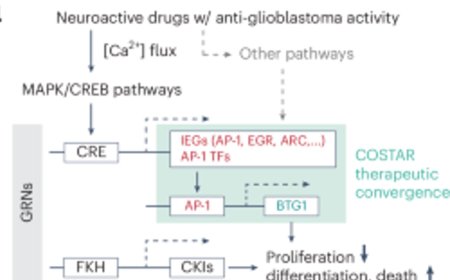 Antidepressant shows promise for treating brain tumors