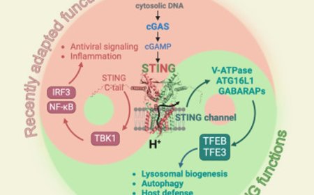 A new pathway involved in aging