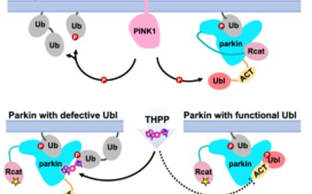 Activation of parkin by a molecular glue