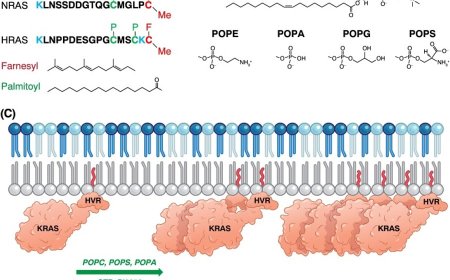 Capturing RAS oligomerization on a membrane