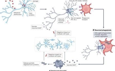 Therapeutic targeting of senescent cells in the CNS