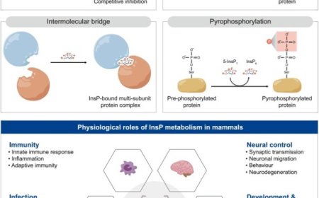 The inositol phosphate signalling network in physiology and disease